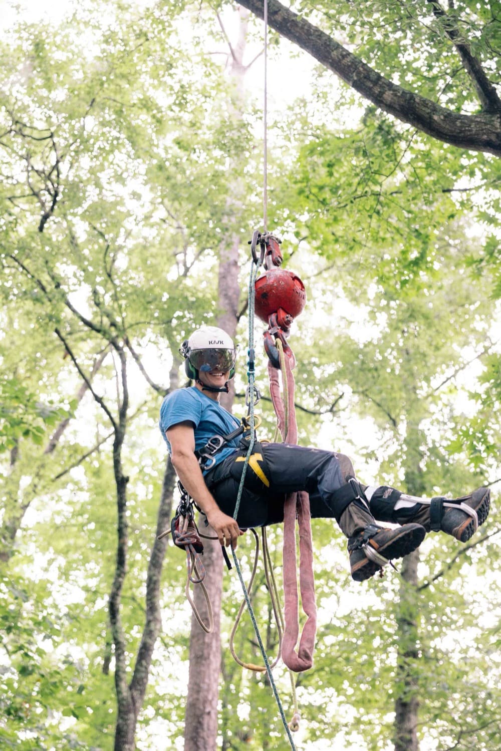Arborist in action