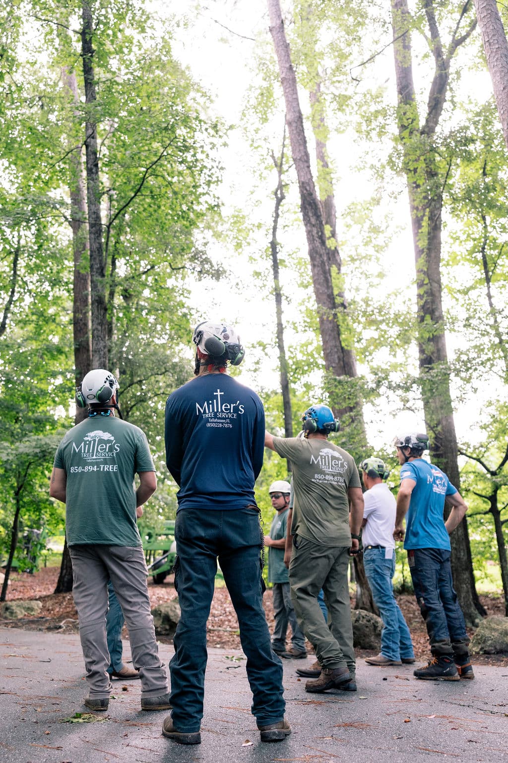 How Drought Affects Trees in North Florida (and How to Help Them)