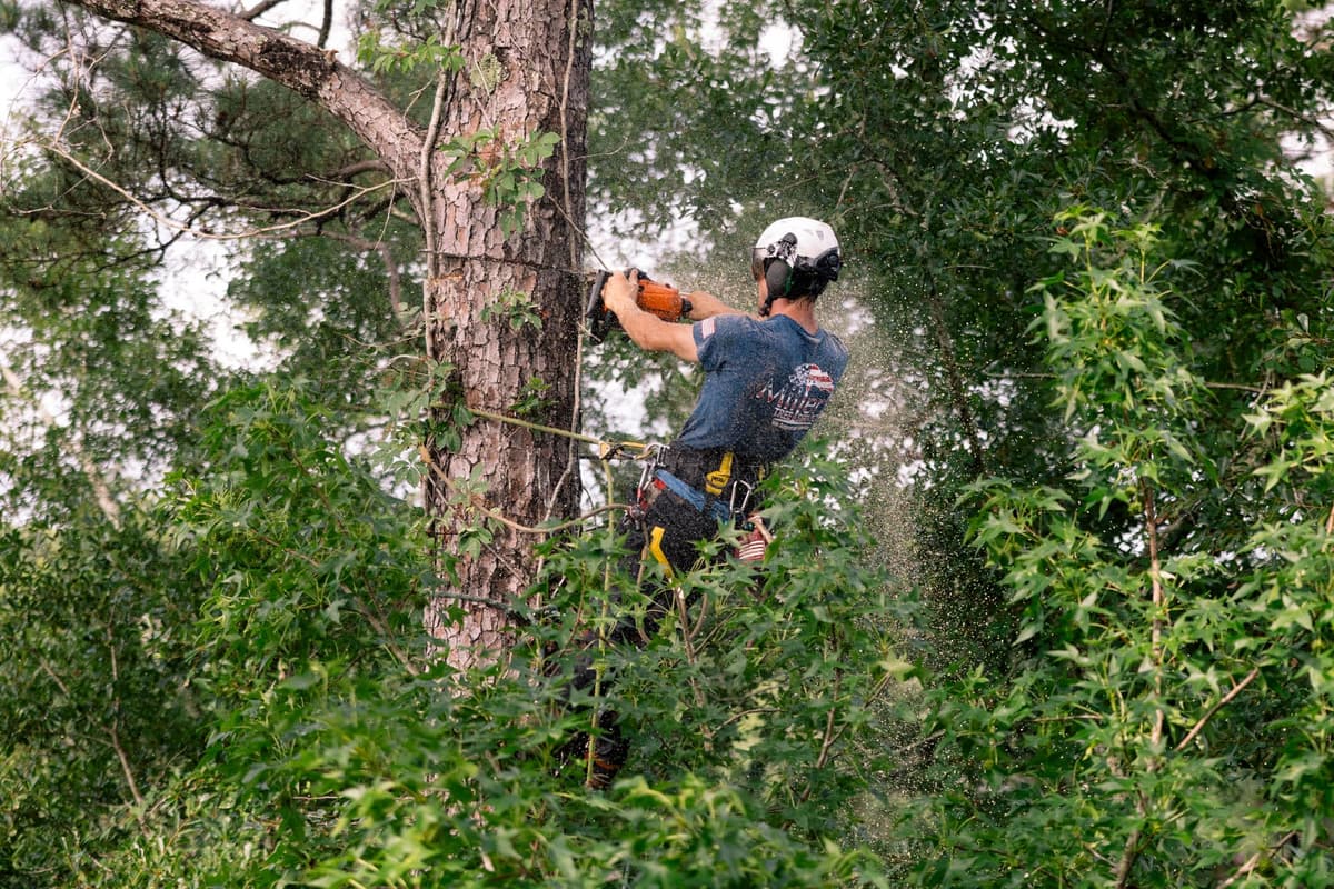Miller's ISA Certified climber working in a Killearn-area pine