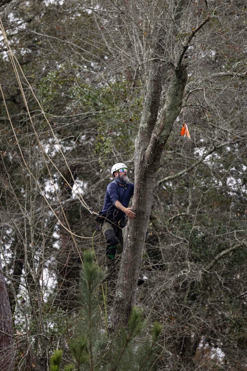 Tree Pruning service by Miller's Tree Service in Tallahassee