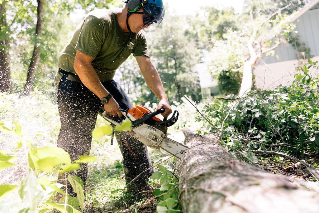 Miller's arborist cutting a felled trunk in the Apalachicola valley